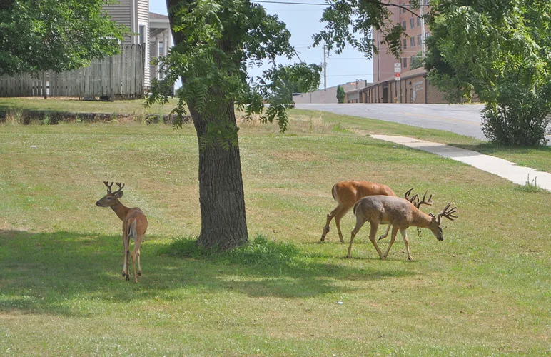 Deadline nears for deer hunters
